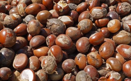 Nigeria Extends Ban on Raw Shea Nut Exports, A Policy Shift That Mirrors Ghana’s Cashew-Sector Overhaul