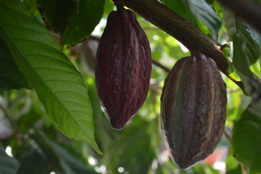 The Rise of African Cocoa Exports: Shipment Trends & HS Code 1801